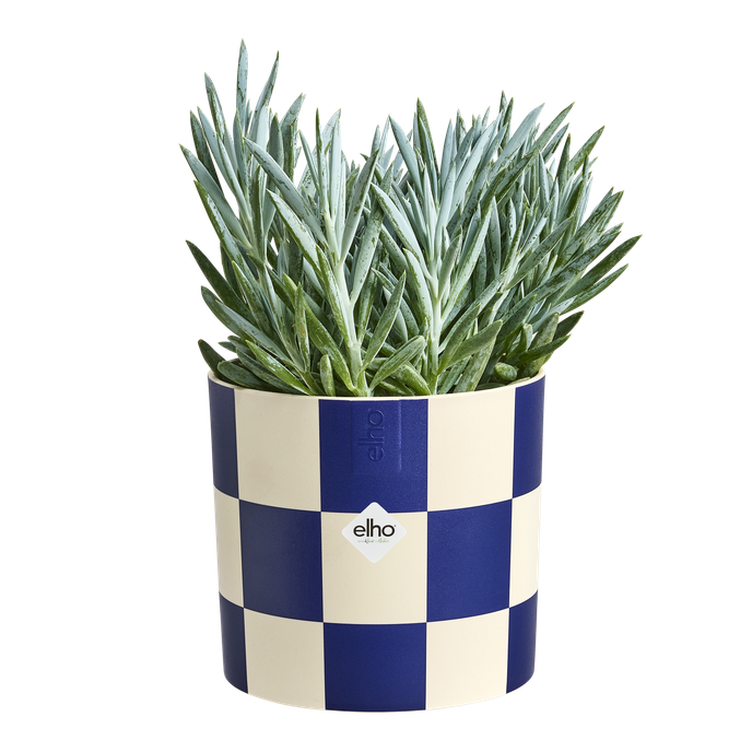 blocks & stripes 15cm royal blue